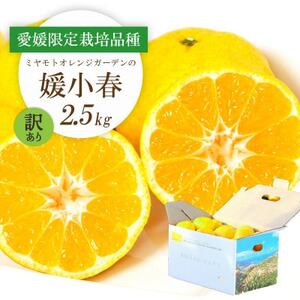 y2026N1菇z󏭊k Qt(Ђ߂͂) 2.5kgy󂠂zyD25-183zy1608026z