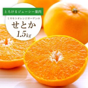 [2026年2月以降発送]とろける濃厚果肉 せとか1.5kg 愛媛県八幡浜産[C25-210]