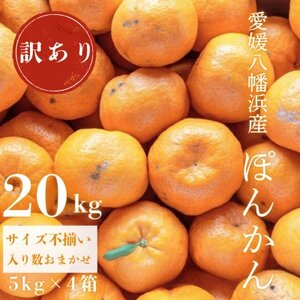 【南国を感じさせる独特の香り】訳あり 愛媛ポンカン 20kg【G20-71】【1620343】