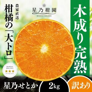 [訳あり]星乃せとか 柑橘の大トロ(2kg)[C45-92]