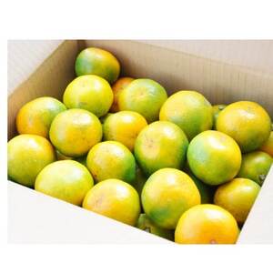 瑁݂2.5kg @10{ȍ~\yA21-45zy1647066z