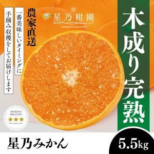 [三つ星ブランド]星乃みかん(5.5kg)[C45-99]