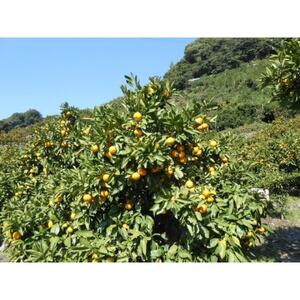 B݂yƒpz5kgyC76-11zy1182413z