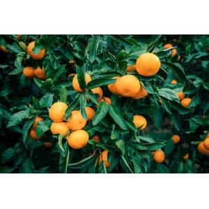 y󂠂zFa݂񏬋5kg(3S`STCY)yC21-46zy1676895z