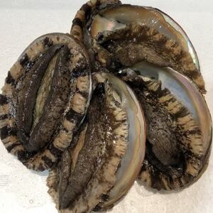 [2ヵ月毎定期便]隔月大型アワビ800gを全3回お届け![H22-285]全3回[配送不可地域:離島・北海道・沖縄県]