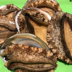 [2ヵ月毎定期便]隔月で八幡浜発、竹中水産天然小アワビ500g前後[H22-286]全3回[配送不可地域:離島・北海道・沖縄県]