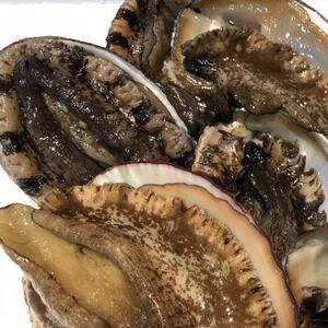 [2ヵ月毎定期便]隔月で八幡浜発、竹中水産の大アワビ600g前後(2〜3個)[H22-287]全3回[配送不可地域:離島・北海道・沖縄県]