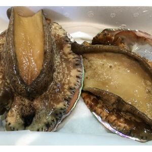 [2ヵ月毎定期便]竹中水産の大アワビ(400g)+アジ又は小鯛付き400g[H22-288]全3回[配送不可地域:離島・北海道・沖縄県]