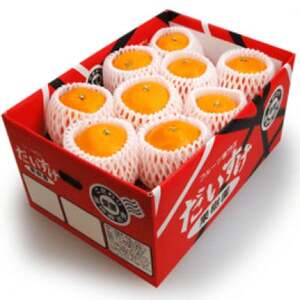 vv̉ʓƂƂ낯!QlYQ܂ǂ5kgypzyG35-12zyzsnFEkCEꌧzy1492216z