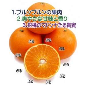 kẼXC[c!?QlYQ܂ǂ5kgy󂠂zyE35-10zyzsnFEkCEꌧzy1492233z