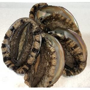 [3ヵ月毎定期便]八幡浜発竹中水産の大アワビ900g以上(2〜5個)[H22-289]全2回[配送不可地域:離島・北海道・沖縄県]