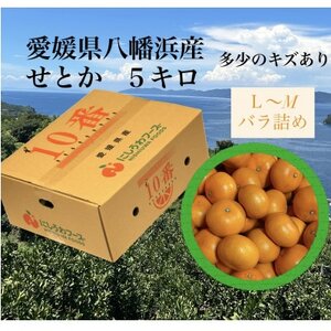 ���Q�������l�Y�u���Ƃ��v5kg�@�T�C�YL�`M�yF79-29�z�y1698680�z