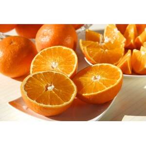 �S�܂ǂ�ȁ@�v6kg�yE56-92�z�y�z���s�n��F�����z�y1699738�z