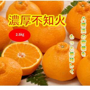 みさき果樹園で栽培・収穫・段々畑育ちの濃厚不知火2.5kg[A21-64]