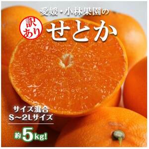 訳アリ★[数量限定500箱] 愛媛・小林果園のせとか 約5キロ[D24-38]