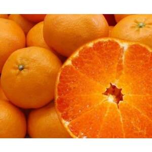 はちきれんばかりの果肉がぎっしり!愛媛県八幡浜産・甘平5kg[訳あり][E35-16][配送不可地域:離島・北海道・沖縄県]