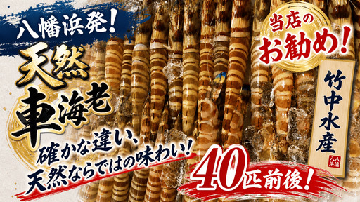 八幡浜発!竹中水産の「天然車海老中ぶりで40匹前後」[H22-222][配送不可地域:離島][1047025]