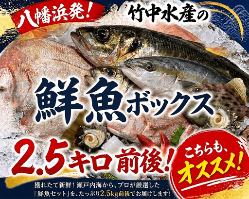 竹中水産の一押し「お任せ鮮魚!」2.5キロ前後【G22-237】【配送不可地域：離島・北海道・沖縄県】【1073398】 YWTM055