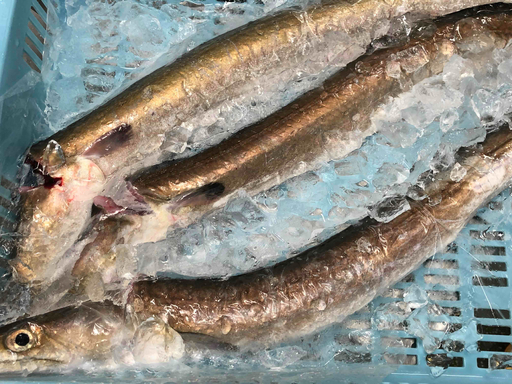 竹中水産の骨切り鱧(400g以上)【C22-266】【配送不可地域：離島】【1078997】 YWTM084