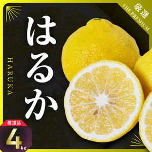 三代目のはるか4kg【D31-8】【1042520】 YWTAC005