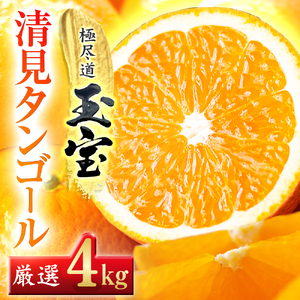 【愛媛名産】玉宝清見タンゴール　4kg【C64-34】【1510844】 YWTY023