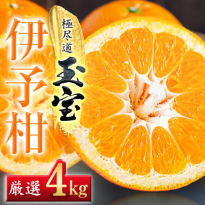 【愛媛名産】玉宝伊予柑　4kg【C64-58】【1511350】 YWTY047