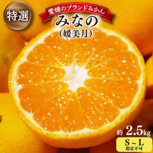 [2025年11月以降発送]みなの共選の特選「みなの(旧:媛美月)」約2.5kg[C28-36][1334191]