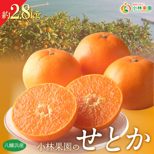 [先行受付]愛媛・小林果園のせとか 約2.8kg[C24-31][1519398] YW