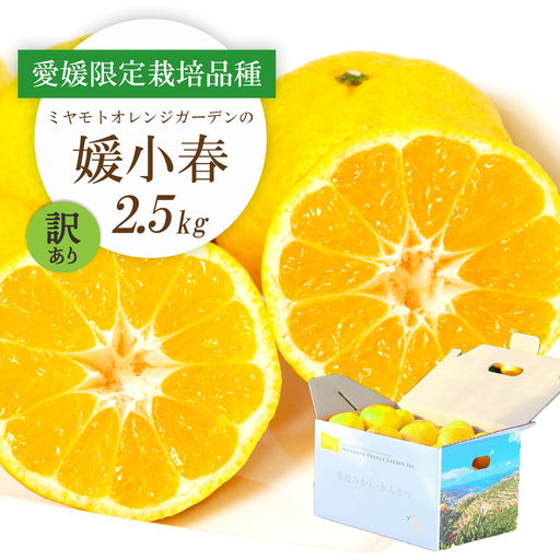 【先行受付】希少柑橘 媛小春(ひめこはる) 2.5kg【訳あり】【D25-183】【1608026】 YWTAP124