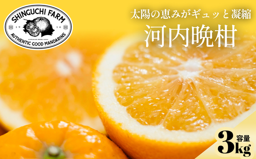 【先行受付】【太陽の恵みをギュッと凝縮】河内晩柑 3kg 愛媛県産【C70-70】【1615822】 YWTK069