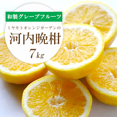 さっぱり爽やか 和製グレープフルーツ 河内晩柑7kg[E25-13][配送不可地域:離島][1268372] YW