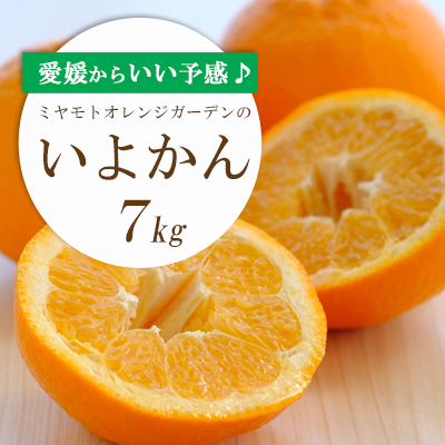 [先行受付]愛媛から「いい予感」♪ジューシー果肉いい香り いよかん7kg[D25-7][1248055] YW