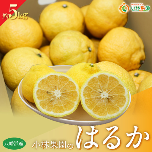 [先行受付]小林果園のはるか(約5kg)[C24-22][1124428] YW