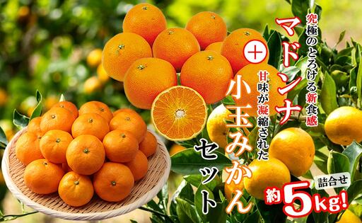 2026年11月発送開始　ぷるぷる新食感!「マドンナ」+濃厚!「小玉みかん」約5kg【D39-32】【1252242】 YWTF014