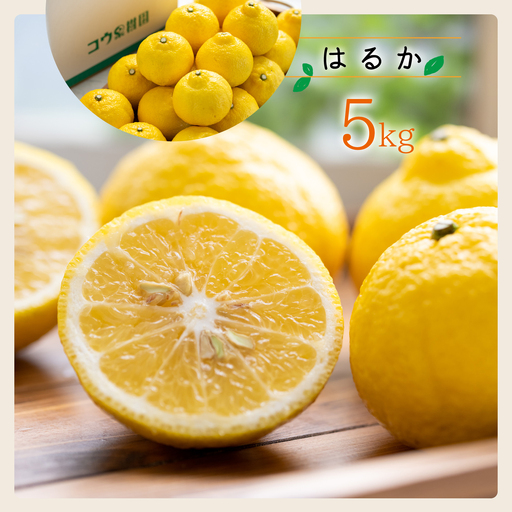 【先行受付】コウ果樹園の贈答用はるか5kg【C33-33】【1441188】 YWTG015