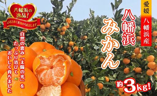 太陽の光・石垣の反射光・海面の反射光を浴びて育った「八幡浜みかん」約3キロ[B39-78][配送不可地域:離島][1625774]