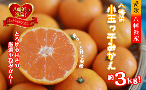 2026年11月～順次出荷　小粒・濃厚な味わい!!「八幡浜小玉っ子みかん」約3kg【A39-80】【配送不可地域：離島】【1639302】 YWTF055