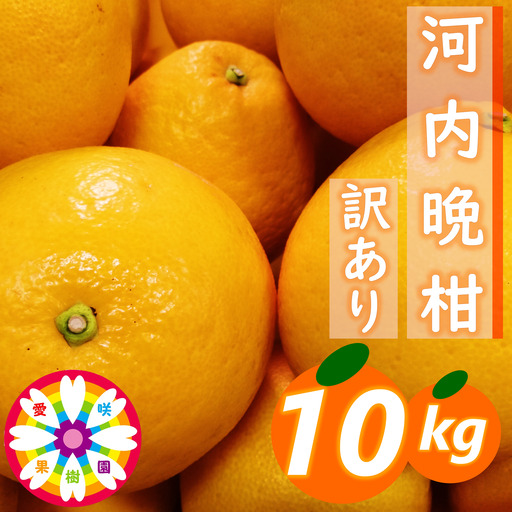 愛咲果樹園「河内晩柑」訳あり約10kg【C71-42】YWTS036