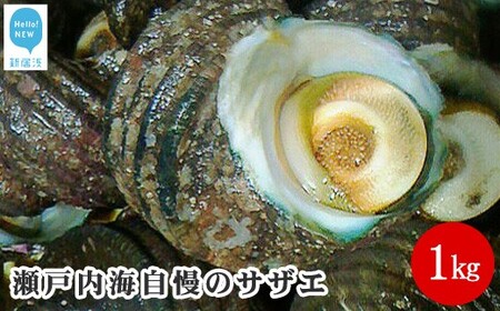 絶品!!瀬戸内海自慢のサザエ1kg サザエ サザエ サザエ サザエ サザエ サザエ サザエ サザエ サザエ サザエ サザエ サザエ サザエ サザエ サザエ サザエ サザエ サザエ サザエ サザエ サザエ