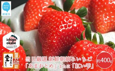 [先行予約] フルーツ いちご 苺 「あまおとめ」 または 「紅い雫」 厳選大玉 約400g エコえひめ認証 愛媛県 オリジナルブランド品種 箱入り クール便 新鮮 朝摘み 収穫当日発送 ichigo okabe [期間限定][3月頃より発送]