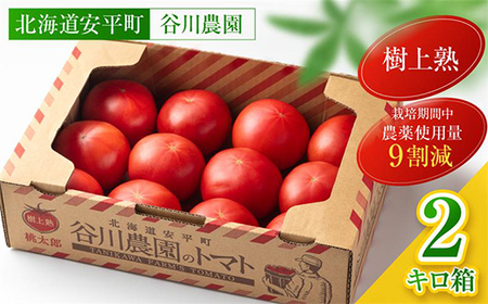 【先行予約】樹上熟3段採り 桃太郎トマト / 正品2kg箱(10～15玉入)_野菜  トマト _【配送不可地域：離島】【1472504】