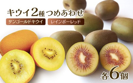 [予約・12月発送]西条市産キウイ2種詰め合わせ[レインボーレッド&サンゴールドキウイ] 各6個| キウイ 赤いキウイ 黄色キウイ サンゴールドキウイ 国産キウイ 愛媛産キウイ キウイ キウイ キウイ キウイ