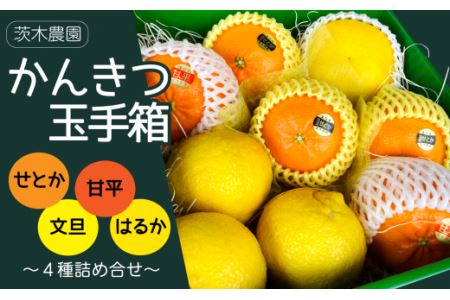 [先行予約] 茨木農園の「かんきつ玉手箱」〜せとか・甘平・文旦・はるかの贅沢な詰め合せ〜 2025年2月中旬〜3月発送 先行予約 せとか 甘平 文旦 はるか みかん 果物 詰め合わせ 西条市 愛媛