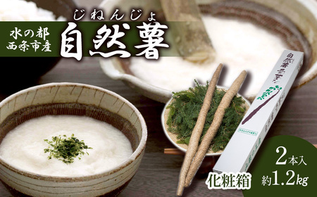 R1.2s ϔ y12{`3zR Ƃ R