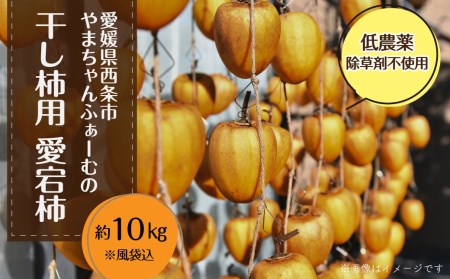 干し柿用渋柿 「愛媛県産あたご柿」 約10㎏ 西条市 やまちゃんふぁーむ 低農薬 除草剤不使用 干し柿 柿 【オンライン決済限定】