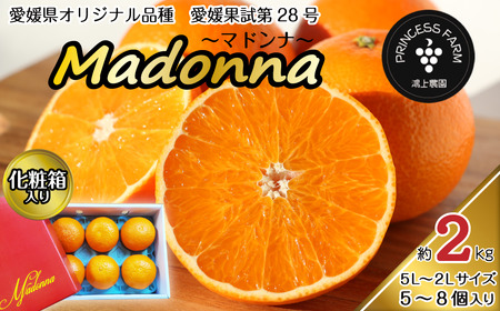 [先行予約] 農園直送 「Madonna( 愛媛果試第28号 )」 約2kg 化粧箱 お任せサイズ(2L〜5L)5〜8個入 2024年11月下旬〜2025年1月中旬頃発送 愛媛県オリジナル品種 柑橘 マドンナ