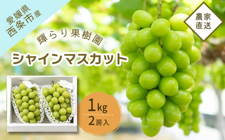 [先行予約] 輝らり果樹園 完熟シャインマスカット 1kg(2房) | 2025年9月発送 | 愛媛 西条産 秋ぶどう 朝採れ 農家直送