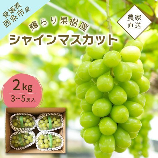 完熟シャインマスカット 2kg（3～5房）　シャインマスカット 秋ぶどう【9月発送】