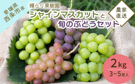 [先行予約] 輝らり果樹園の完熟シャインマスカットと旬のぶどう 食べ比べセット 2kg(3〜5房) | 2025年9月発送 | 愛媛 西条産 秋ぶどう 朝採れ 農家直送