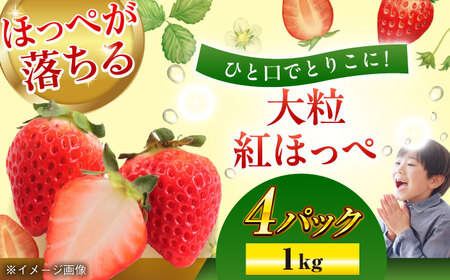 [先行予約][2025年1月初旬より順次発送]ほっぺが落ちるおいしさ!大粒の紅ほっぺ約270g×4パック(約1000g) ＼レビューキャンペーン中/愛媛県大洲市/沢井青果有限会社[AGBN026]苺いちご果物苺いちご果物